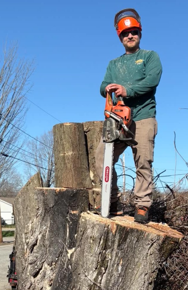 Arborist on tree