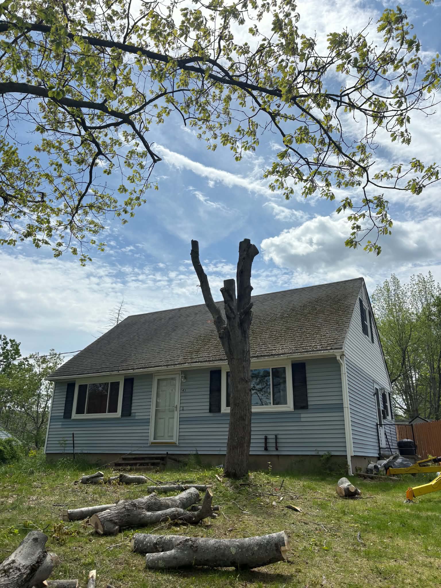 TreeWork 1 - After