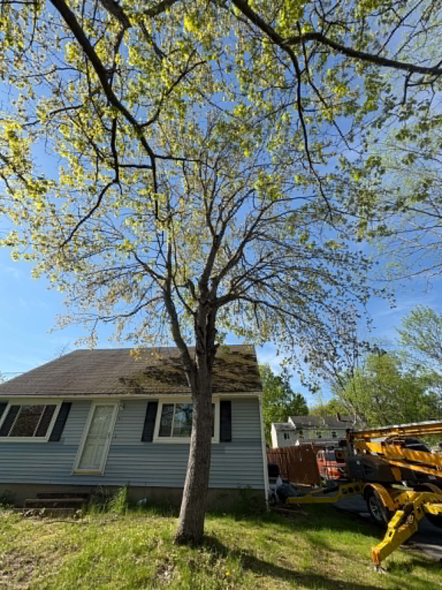 TreeWork 1 - Before