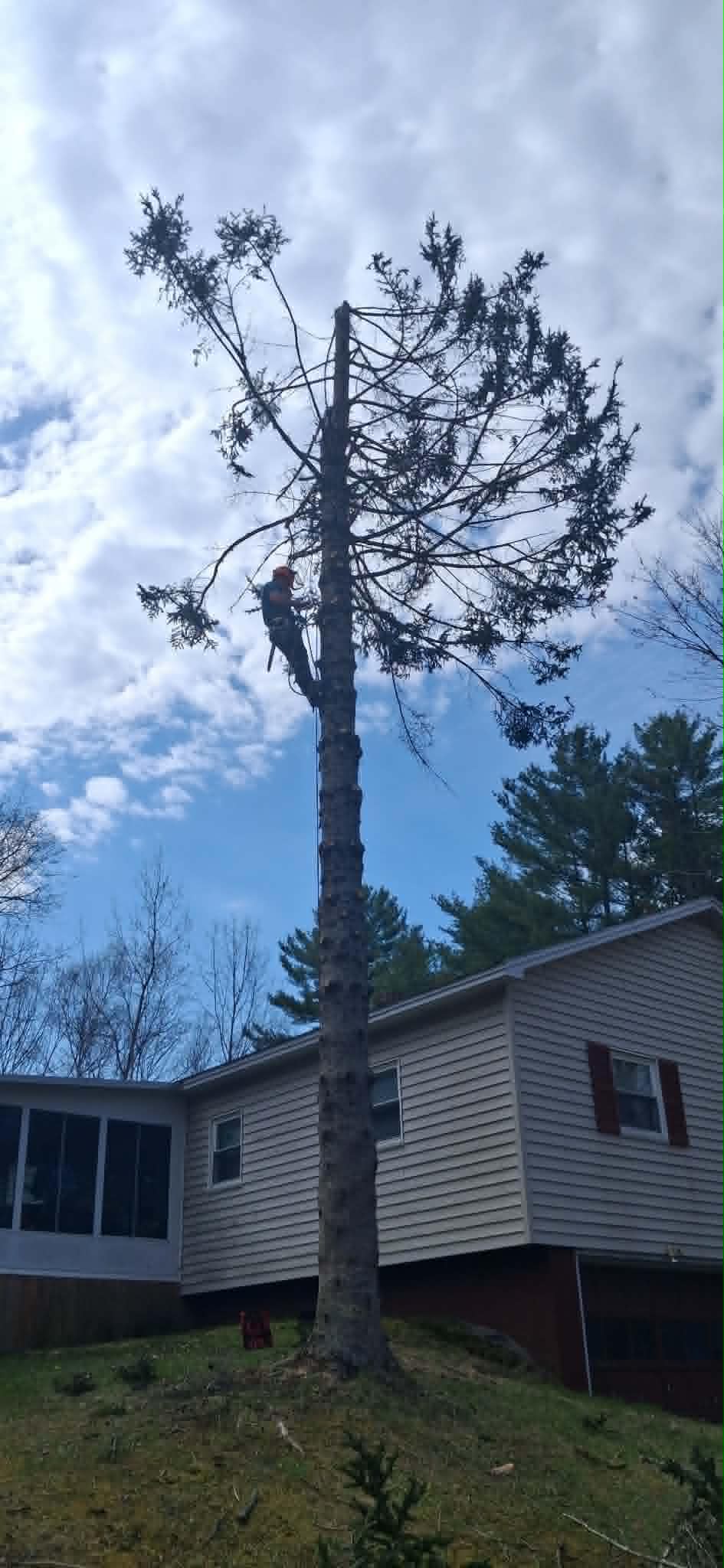 TreeWork 2 - During
