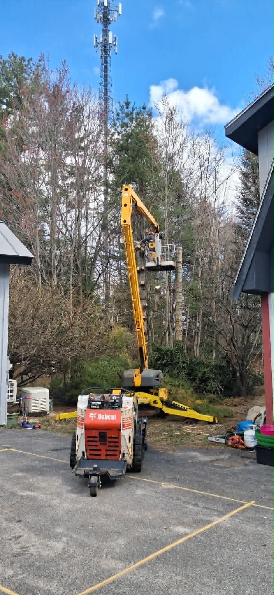 TreeWork 4 - Before