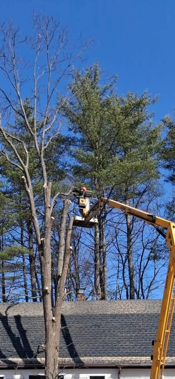 TreeWork 4 - During
