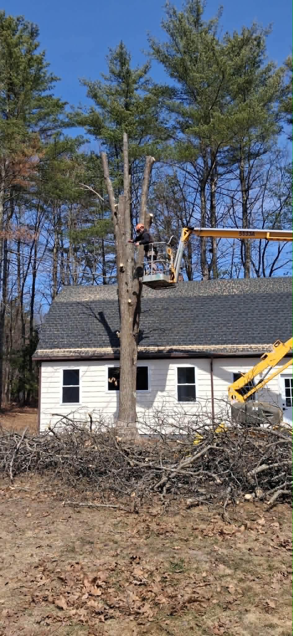 TreeWork 4 - During